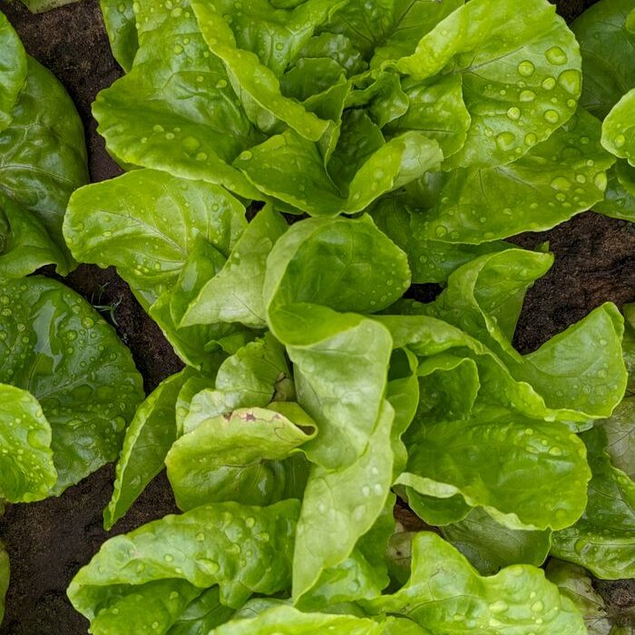 Close-up of vibrant green lettuce leaves in a garden after rain, showcasing freshness and vitality.